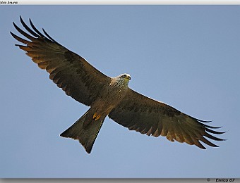 Animali 069